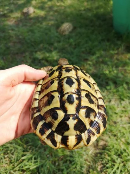 tartarughe di terra maschi disponibili 