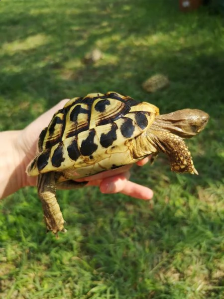 tartarughe di terra maschi disponibili  | Foto 4