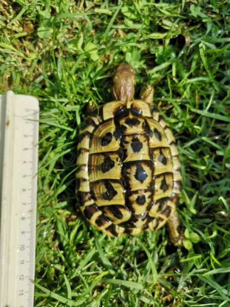 tartarughe di terra maschi disponibili  | Foto 2