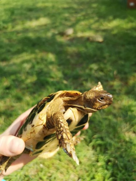 tartarughe di terra maschi disponibili  | Foto 1