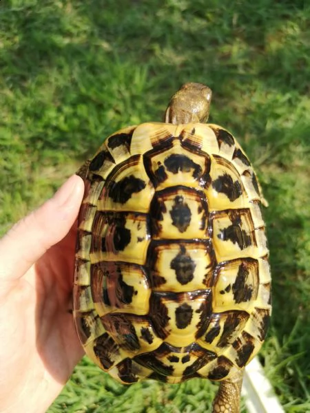 tartarughe di terra maschi disponibili  | Foto 0