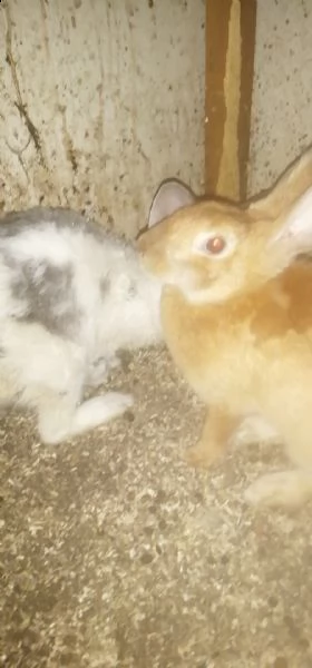 conigli europei giganti delle fiandre (oryctolagus cuniculus) | Foto 3