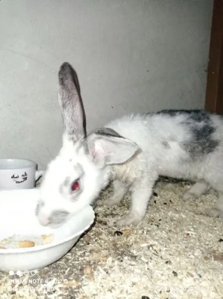 conigli europei giganti delle fiandre (oryctolagus cuniculus) | Foto 2