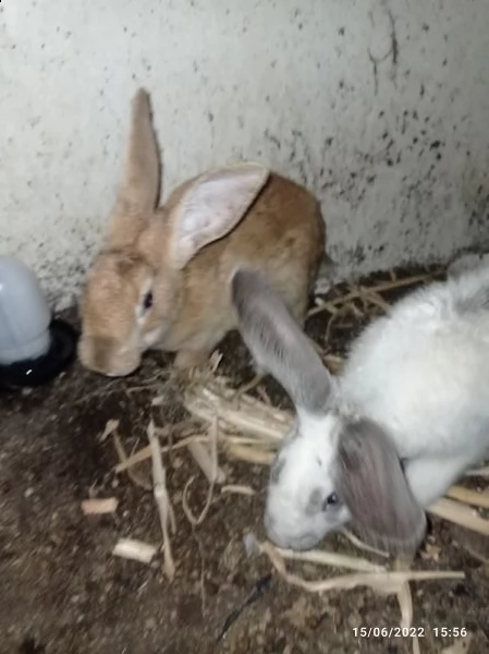 conigli europei giganti delle fiandre (oryctolagus cuniculus) | Foto 1