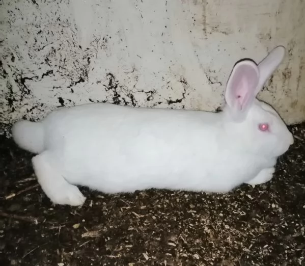 conigli europei giganti delle fiandre (oryctolagus cuniculus)