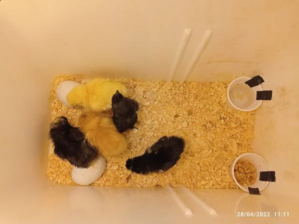 gallo domestico (gallus gallus domesticus) | Foto 1