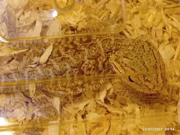 drago barbuto (pogona vitticeps) 