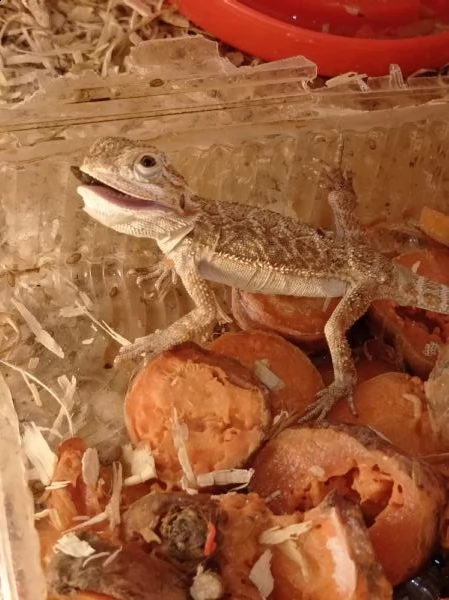 drago barbuto pogona vitticeps  | Foto 1