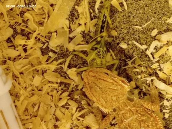 drago barbuto (pogona vitticeps)  | Foto 0