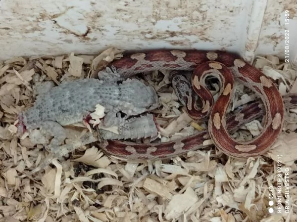 serpente del grano pantherophis guttatus