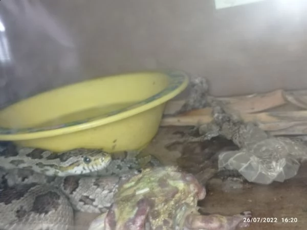 serpente del grano (pantherophis guttatus) | Foto 3