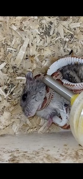serpente del grano (pantherophis guttatus) | Foto 1