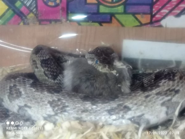 serpente del grano (pantherophis guttatus) | Foto 0