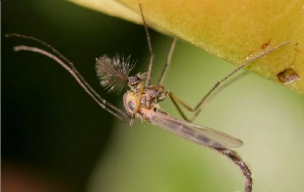 chironomonidae larve di zanzara