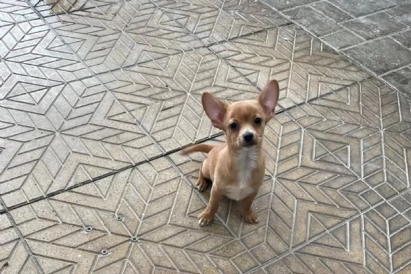 Cuccioli di chihuahua  | Foto 0
