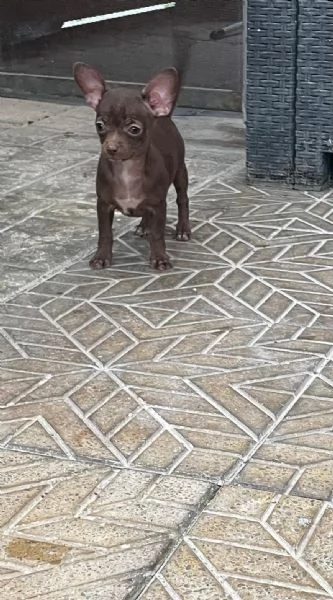 Cuccioli di chihuahua 