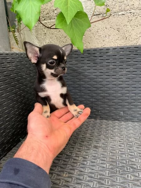 Cuccioli di chihuahua toy  | Foto 0