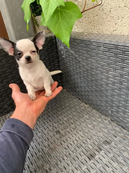 Cuccioli di chihuahua toy 