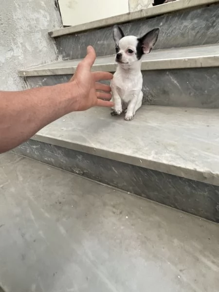 Cuccioli di chihuahua toy  | Foto 2