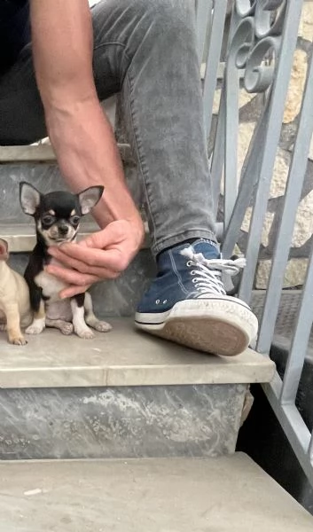 Cuccioli di chihuahua toy  | Foto 1