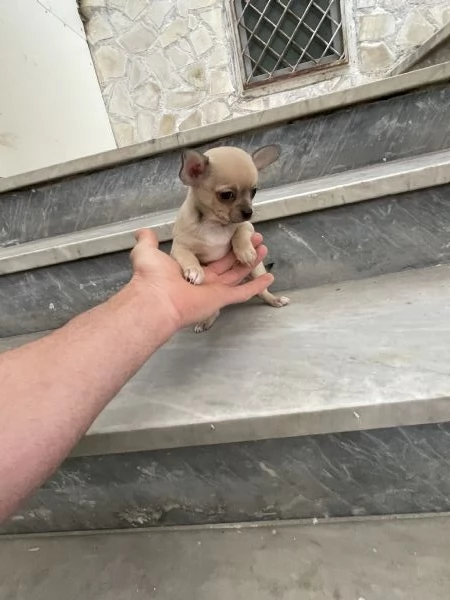 Cuccioli di chihuahua toy  | Foto 0
