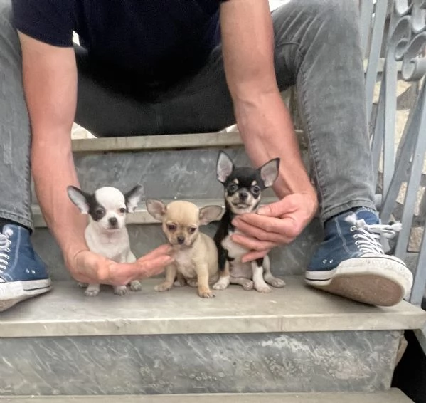 Cuccioli di chihuahua toy 