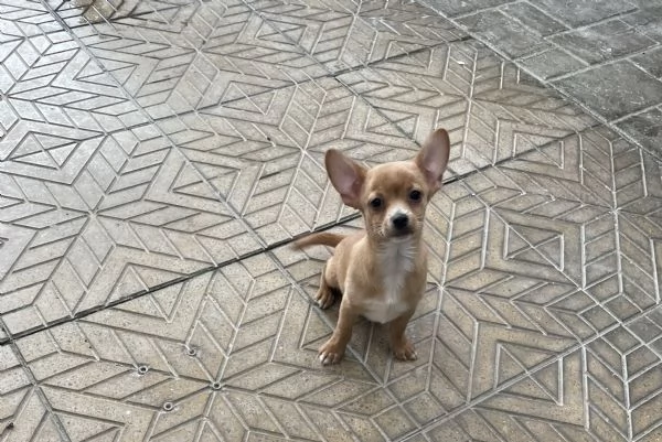 Ultimo cucciolo di chihuahua 