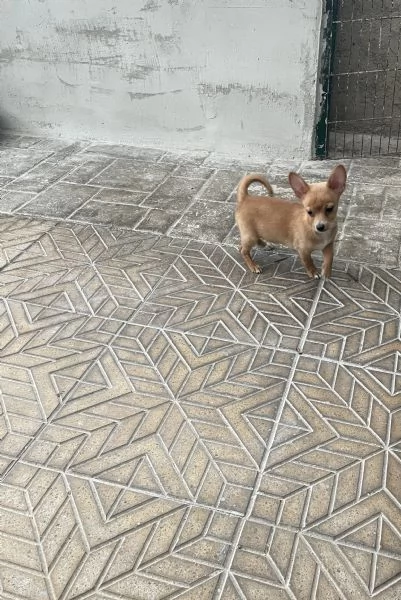 Ultimo cucciolo di chihuahua  | Foto 0