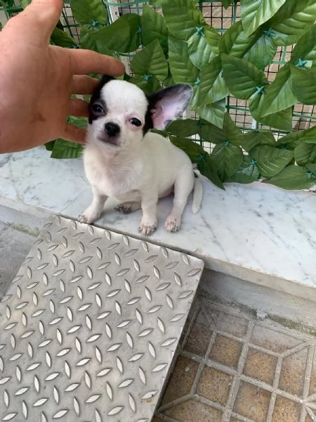 Cuccioli di chihuahua toy  | Foto 2