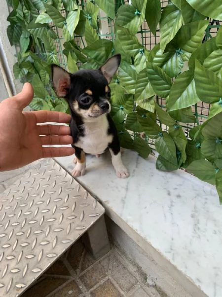 Cuccioli di chihuahua toy  | Foto 1
