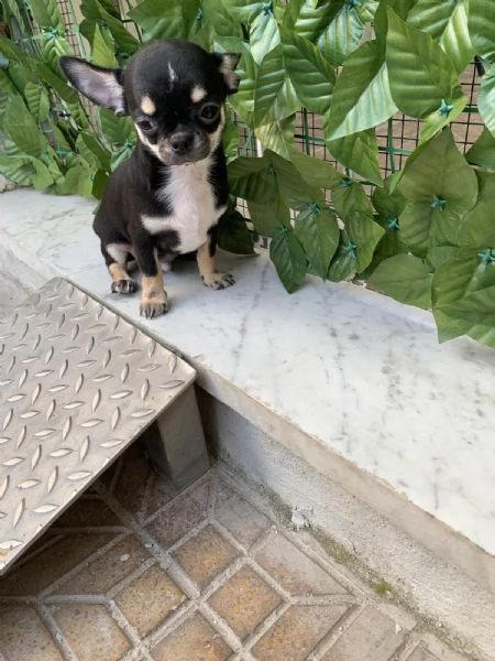 Cuccioli di chihuahua toy  | Foto 0