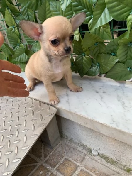 Cuccioli di chihuahua toy 