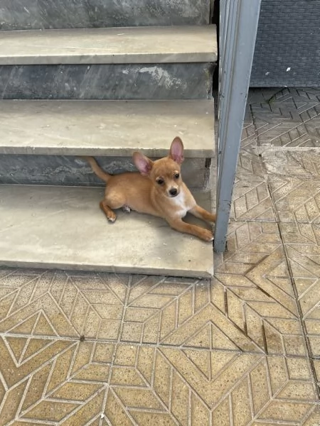 Ultimo cucciolo di chihuahua  | Foto 0