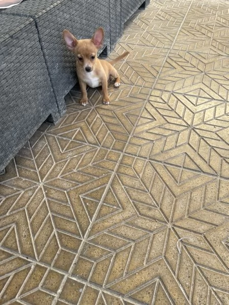 Ultimo cucciolo di chihuahua 