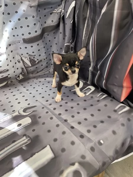 Cuccioli di chihuahua toy  | Foto 2