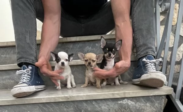 Cuccioli di chihuahua toy 