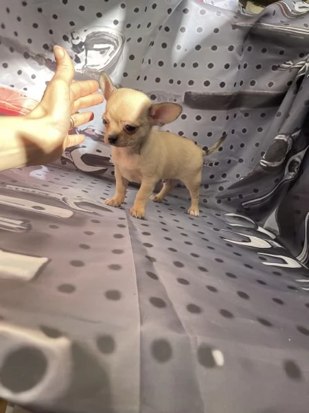 Cuccioli di chihuahua toy  | Foto 1