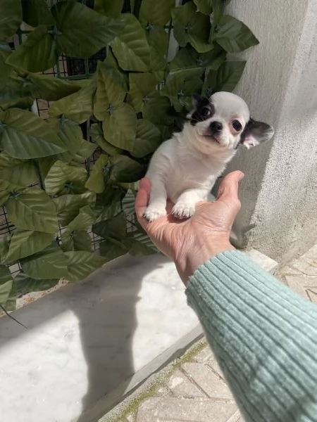 Cuccioli di chihuahua toy  | Foto 0