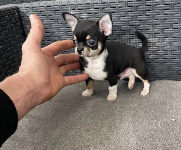 Ultimo cucciolo di chihuahua toy  | Foto 1