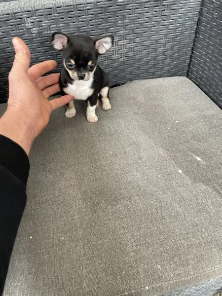 Ultimo cucciolo di chihuahua toy  | Foto 0