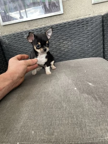 Ultimo cucciolo di chihuahua toy 