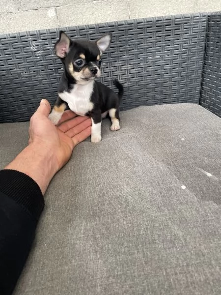 Cucciolo di chihuahua toy  | Foto 0