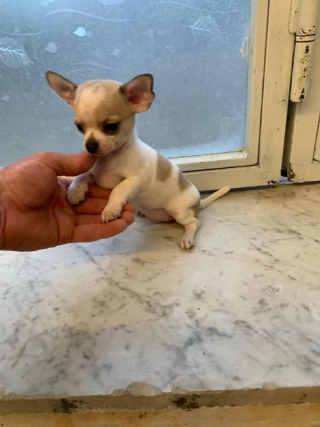 Cuccioli di chihuahua toy e mini toy 