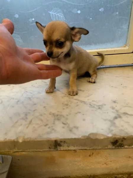 Cuccioli di chihuahua toy e mini toy  | Foto 1