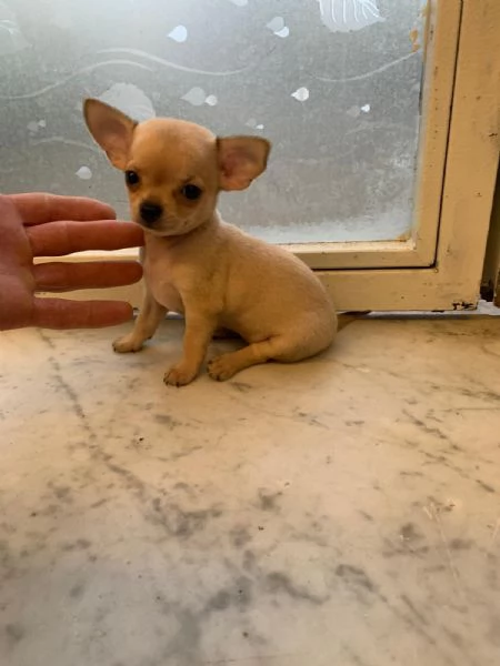 Cuccioli di chihuahua toy e mini toy  | Foto 0
