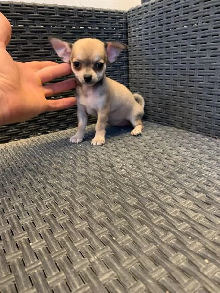 Cuccioli di chihuahua toy e mini toy  | Foto 1