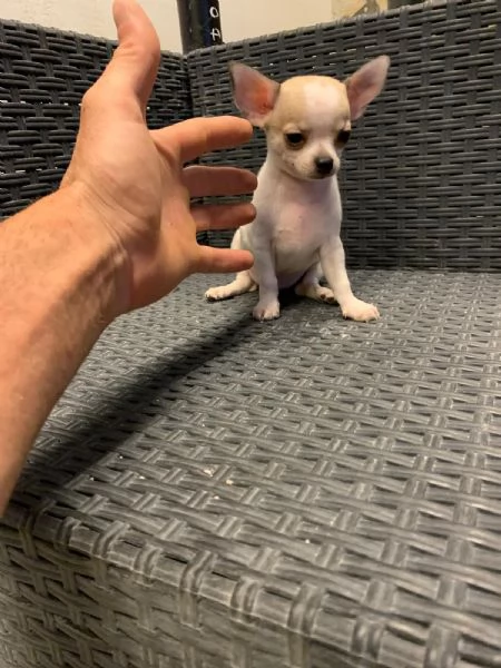 Cuccioli di chihuahua toy e mini toy  | Foto 0