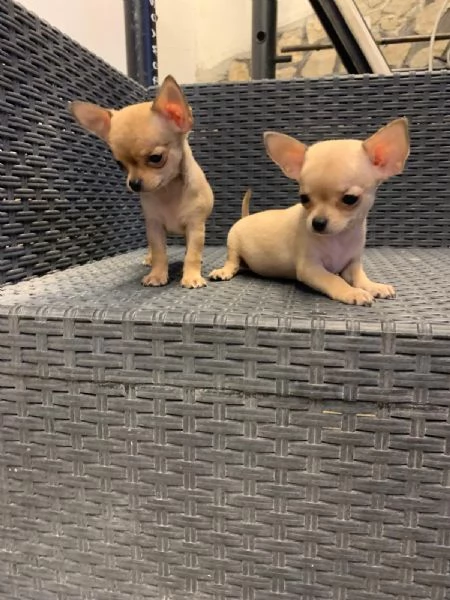 Cuccioli di chihuahua toy e mini toy 