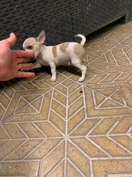 Cuccioli di chihuahua toy e mini toy  | Foto 3