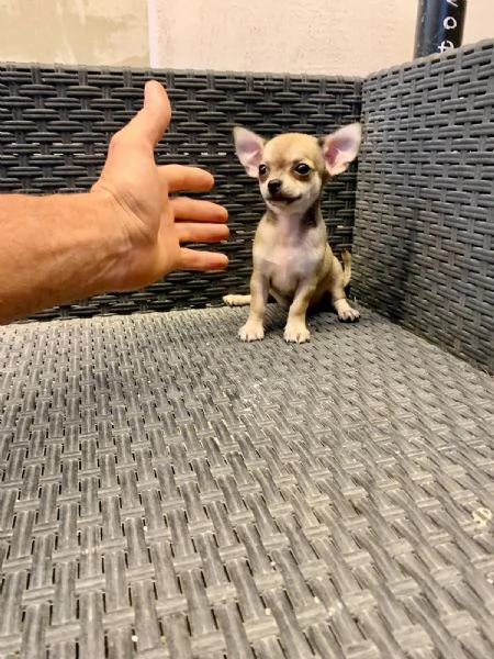 Cuccioli di chihuahua toy e mini toy  | Foto 2